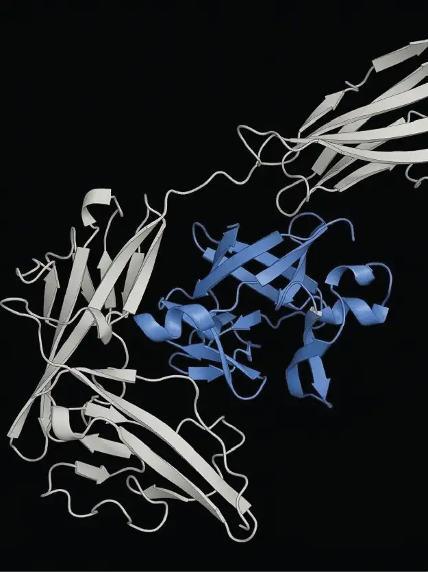 Predicting Drug–Protein Binding